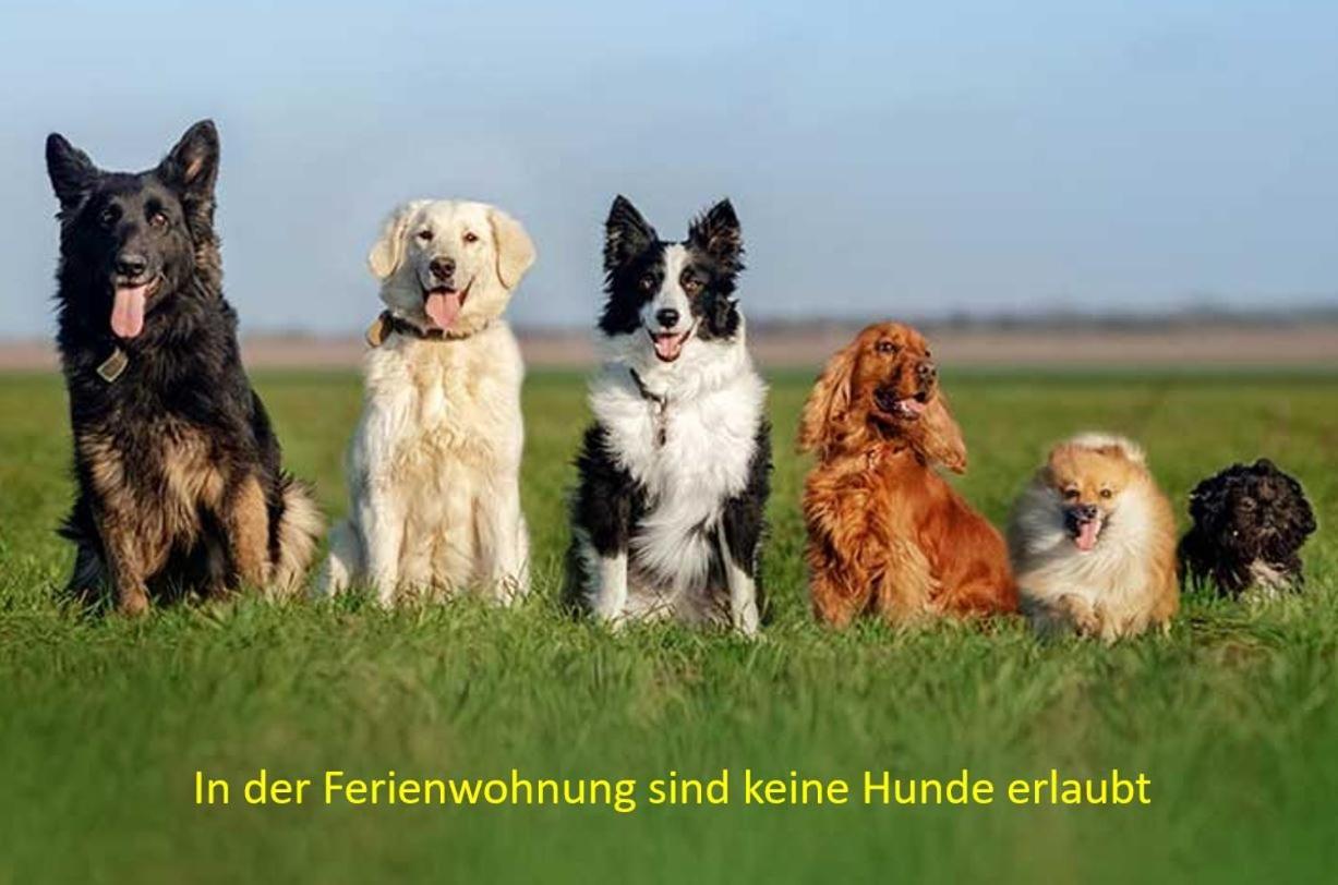 Pension & Ferienwohnung Oberhof 810 M 객실 사진